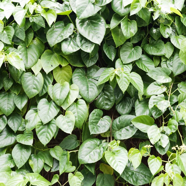 Tree leaves — Stock Photo, Image