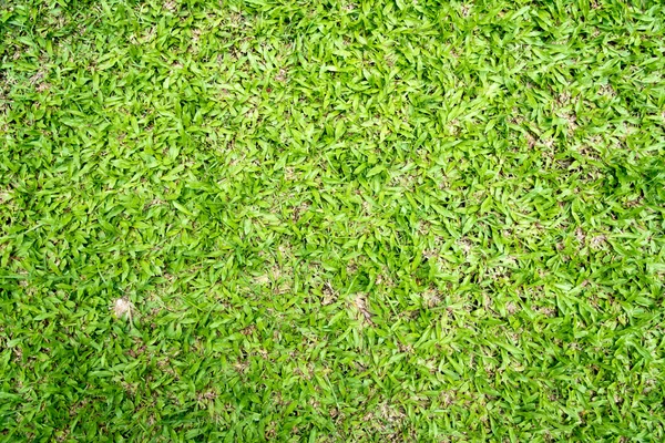 Grass — Stock Photo, Image