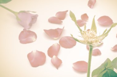 Taze Gül yaprakları