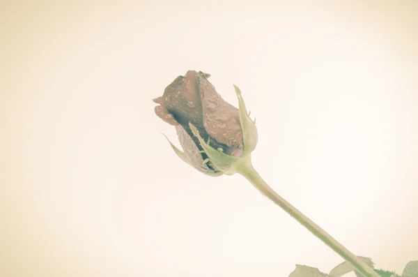 Bellissimo fiore di rosa — Foto Stock