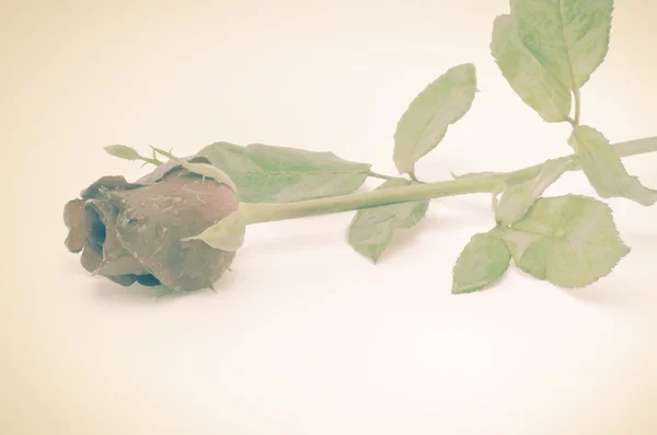 Mooie rozenbloem — Stockfoto
