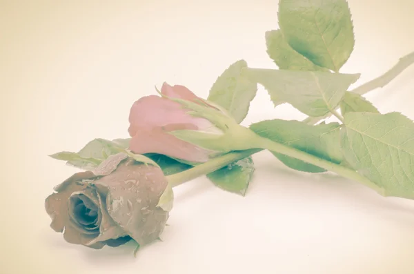 Duas rosas bonitas — Fotografia de Stock