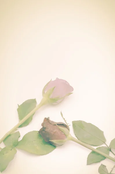 Duas rosas bonitas — Fotografia de Stock