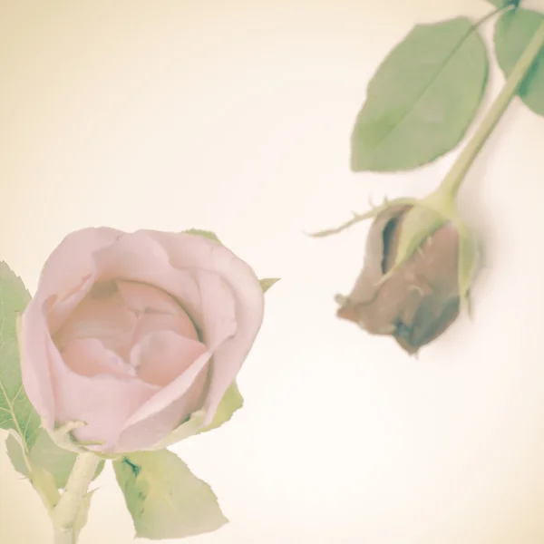 两个美丽的玫瑰 — 图库照片