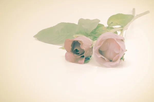 2 つの美しいバラの花 — ストック写真