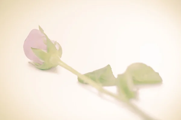 Güzel gül çiçeği — Stok fotoğraf