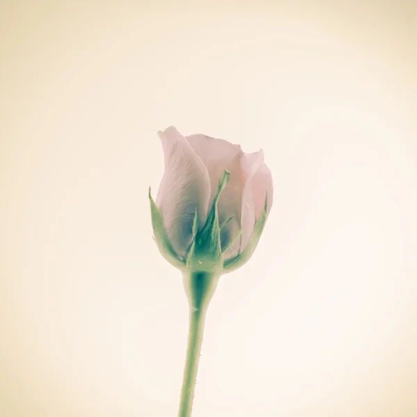 Piękny kwiat róży — Zdjęcie stockowe