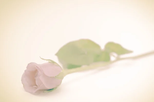 Linda rosa flor — Fotografia de Stock