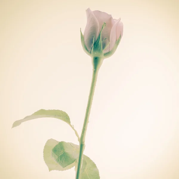 Bunga mawar yang indah — Stok Foto