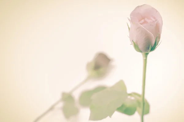 Zwei Rosenblüten — Stockfoto