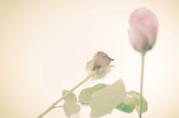 Duas flores de rosa — Fotografia de Stock