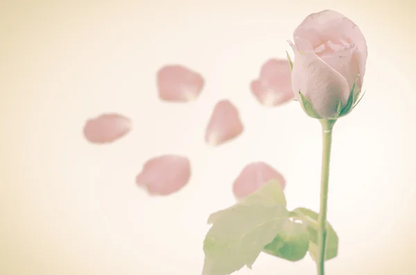 Flor de rosa e pétalas — Fotografia de Stock