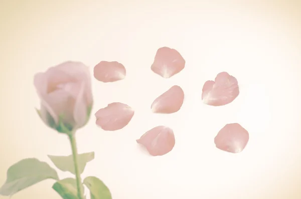 Rose flower and petals — Stock Photo, Image