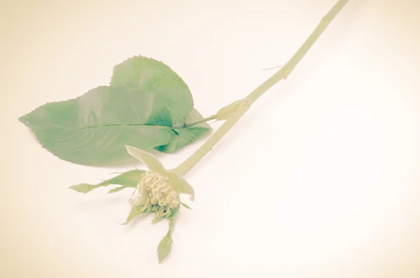 Λουλούδι τριαντάφυλλο χωρίς πέταλα — Φωτογραφία Αρχείου