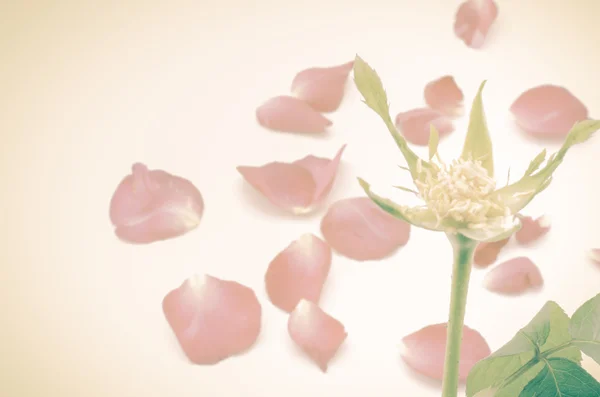 Fresh rose petals — Stock Photo, Image