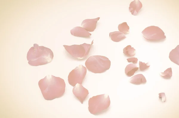 Verse rozenblaadjes — Stockfoto