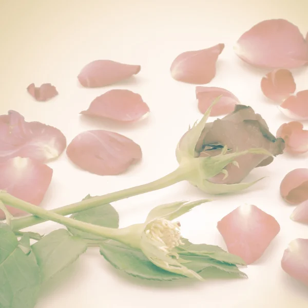 Fresh rose petals — Stock Photo, Image