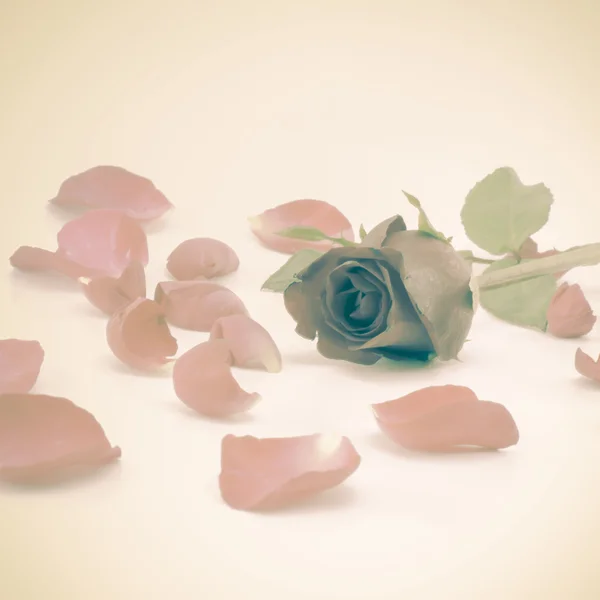 Świeże płatki róż — Zdjęcie stockowe
