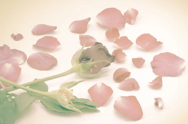 新鲜的玫瑰花瓣 — 图库照片