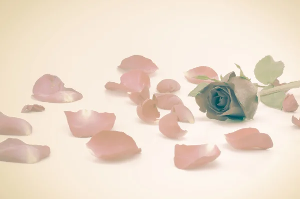 Свежие лепестки роз — стоковое фото