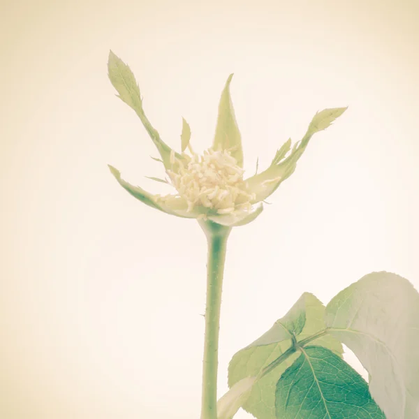 Flor sin pétalos fotos de stock, imágenes de Flor sin pétalos sin royalties | Depositphotos Flor sin pétalos fotos de stock, imágenes de Flor sin pétalos sin royalties | Depositphotos