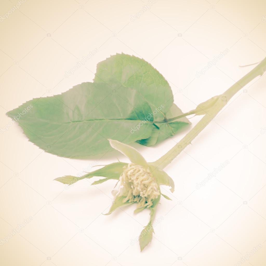 Rose flower without petals Stock Photo by ©ammza12 78314812