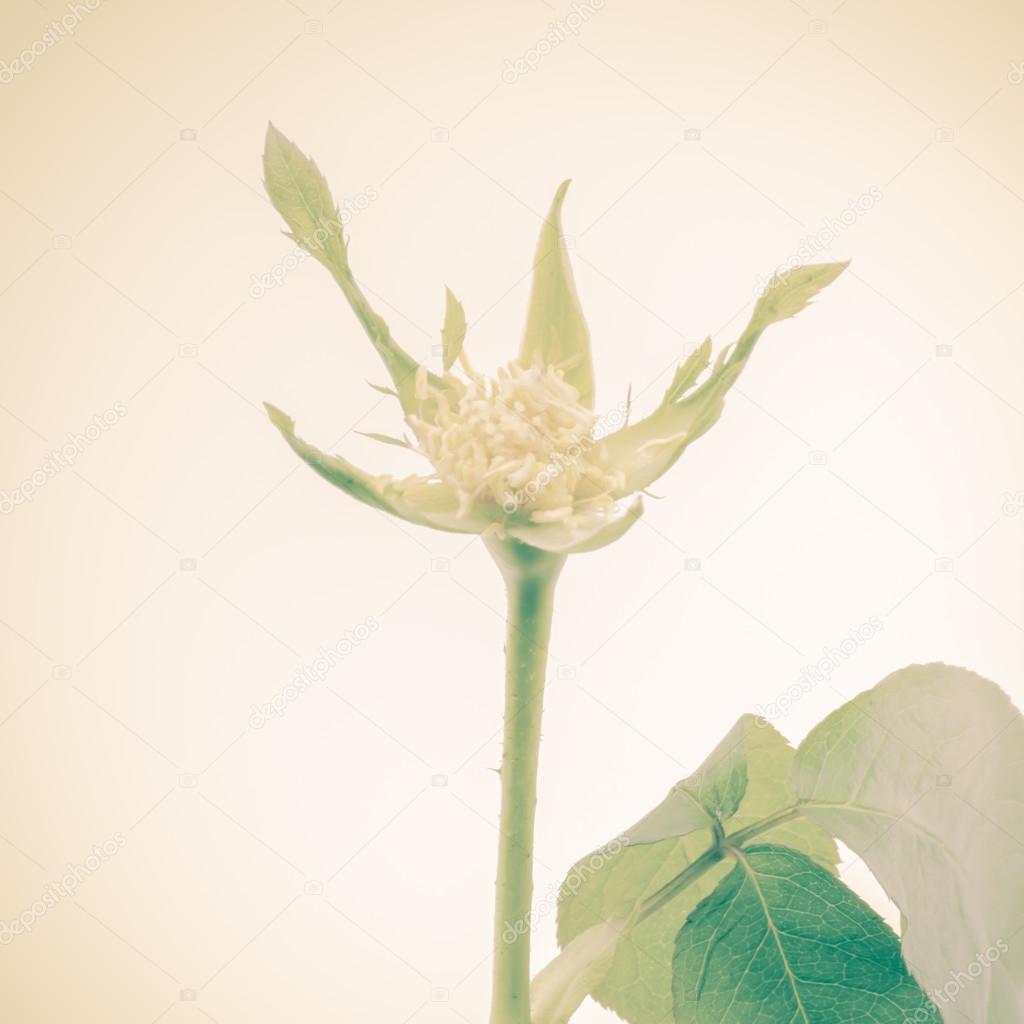 Flower best sale without petals