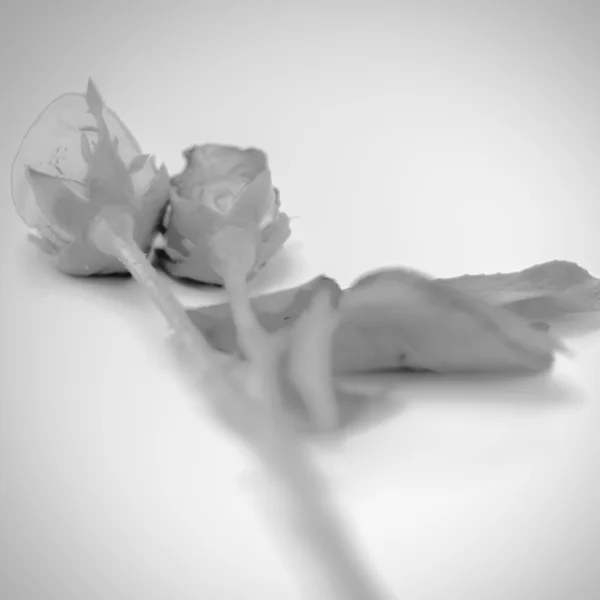 Rosa flor estilo tom de cor preto e branco — Fotografia de Stock