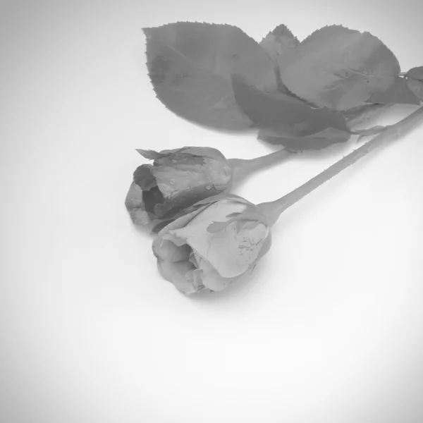 Rose flower black and white color tone style — Stock Photo, Image