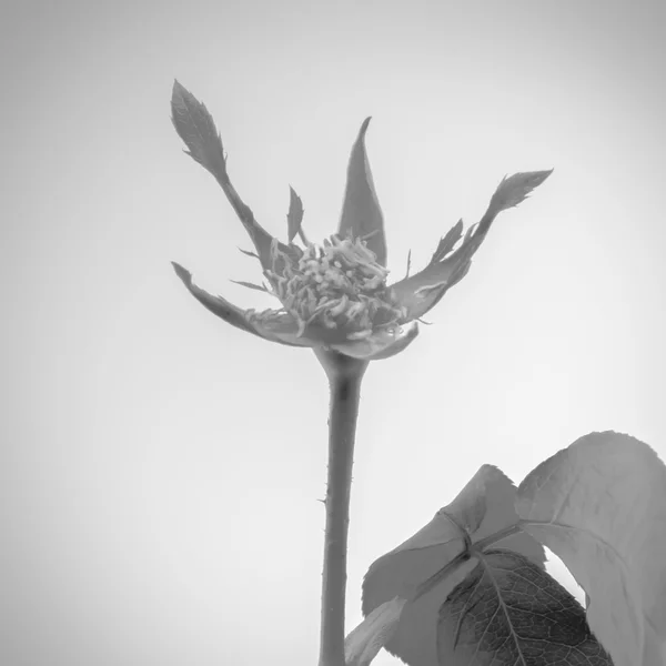 Gaya warna bunga mawar hitam dan putih — Stok Foto