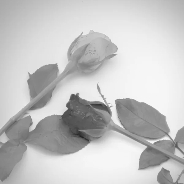 장미 꽃 흑백 색상 톤 스타일 — 스톡 사진
