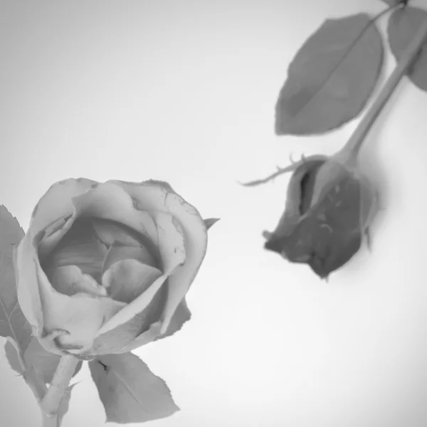 Розовый цветок черный и белый тон стиль — стоковое фото