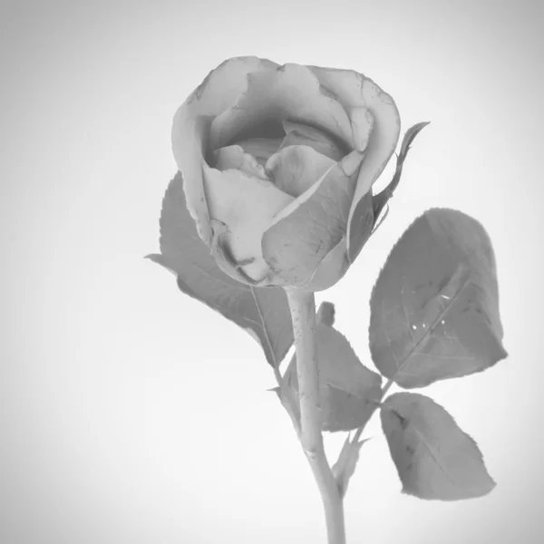 rose flower black and white color tone style