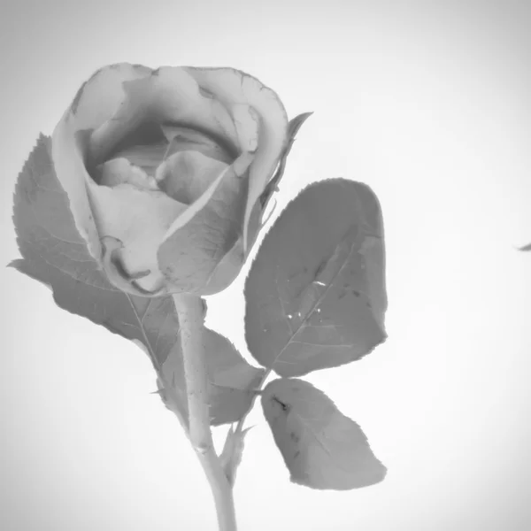 Rose flower black and white color tone style — Stock Photo, Image