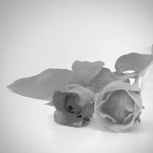 Μαύρο και άσπρο χρώμα ροδαλό λουλούδι τόνος στυλ — Φωτογραφία Αρχείου