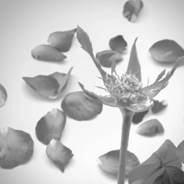 Rosa flor estilo tom de cor preto e branco — Fotografia de Stock