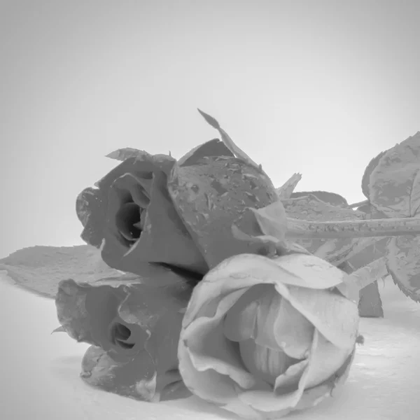 Kwiat róży kolor biało-czarny dźwięk stylu — Zdjęcie stockowe