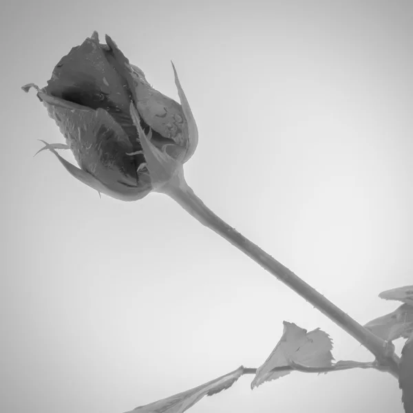 Rose flower black and white color tone style — Stock Photo, Image