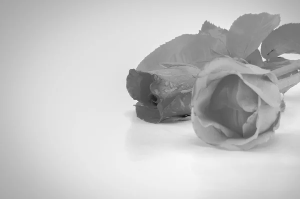 玫瑰花朵黑色和白色的颜色色调风格 — 图库照片