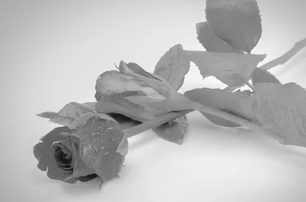 Rose flower black and white color tone style — Stock Photo, Image