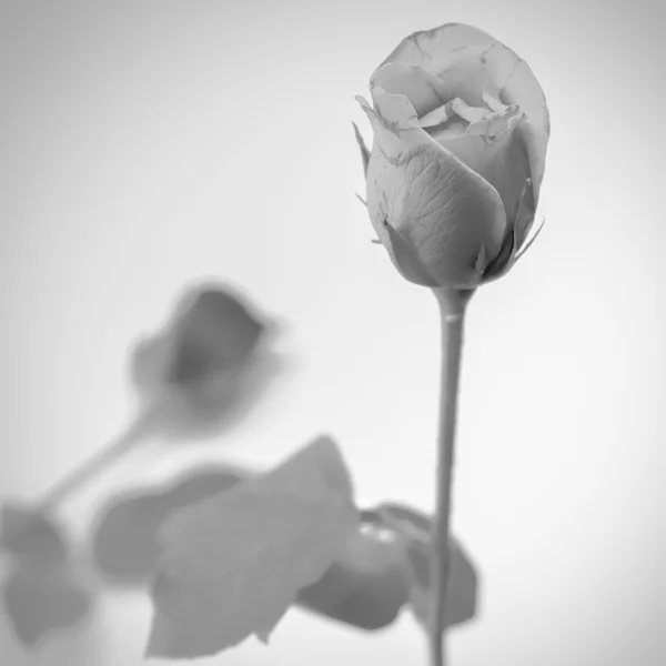 玫瑰花朵黑色和白色的颜色色调风格 — 图库照片