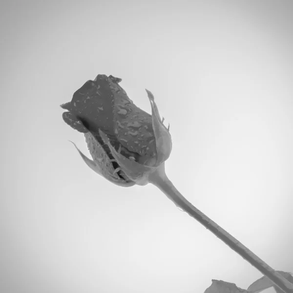 Kwiat róży kolor biało-czarny dźwięk stylu — Zdjęcie stockowe