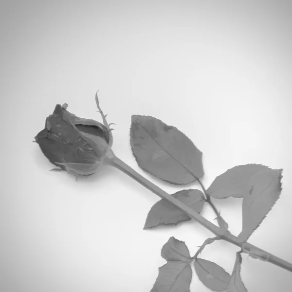 Rose flower black and white color tone style — Stock Photo, Image