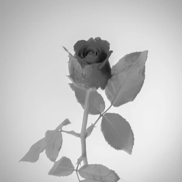 Розовый цветок черный и белый тон стиль — стоковое фото