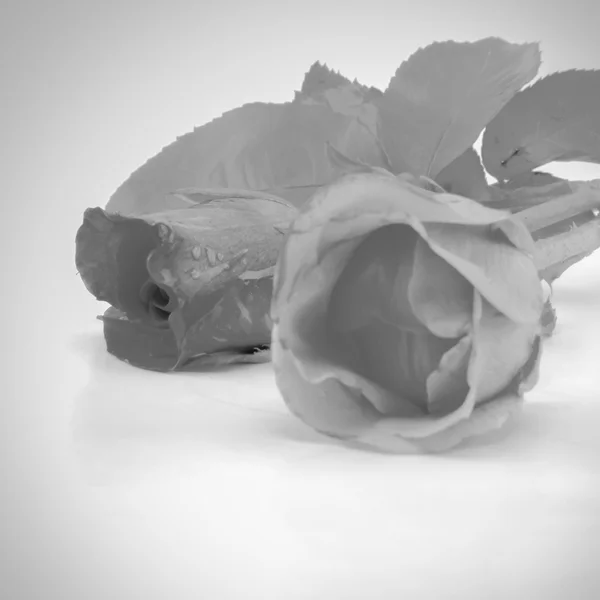 Rose fleur noir et blanc ton style — Photo