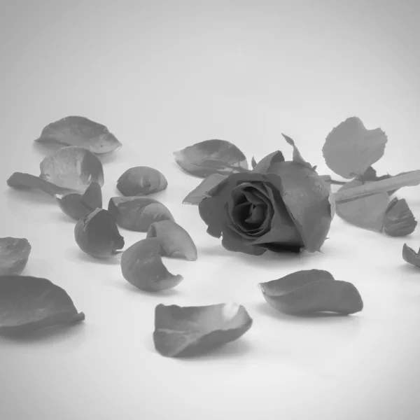 Rose flower black and white color tone style — Stock Photo, Image