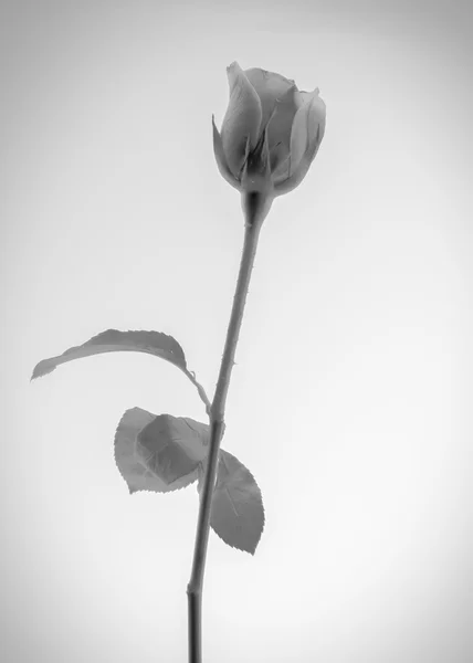 Rosa flor estilo tom de cor preto e branco — Fotografia de Stock