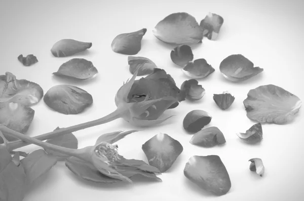 장미 꽃 흑백 색상 톤 스타일 — 스톡 사진