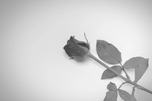 Rose flower black and white color tone style — Stock Photo, Image