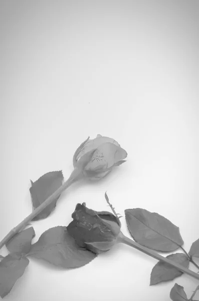 バラの花の黒と白の色のトーン スタイル — ストック写真